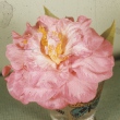 Olga leach